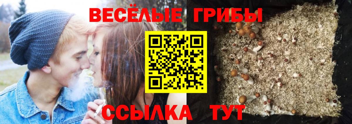 Псилоцибиновые грибы мицелий Кисловодск